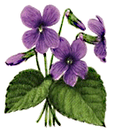 violets.gif (12578 bytes)