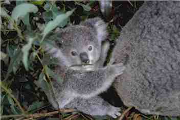 Koala-02-40.jpg (8599 bytes)