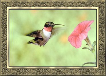 goldfrm06-hummingbird.jpg (25125 bytes)