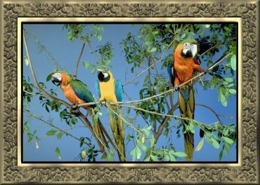goldfrm10-parrots.jpg (37714 bytes)