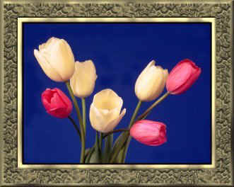 goldfrm18-tulips.jpg (23716 bytes)