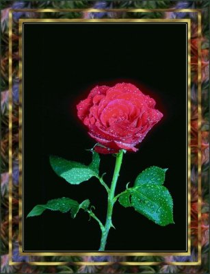flower03-redrose.jpg (26318 bytes)